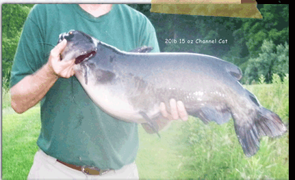 Channel cat caught by Stubby Steve's fish lure