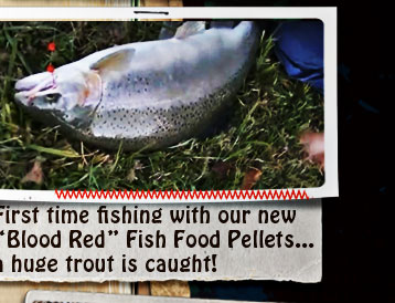 First time fishing with "Blood Red" pellets to catch a larger rainbow trout...