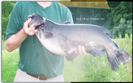 Photo of channel cat caught by Stubby Steve's