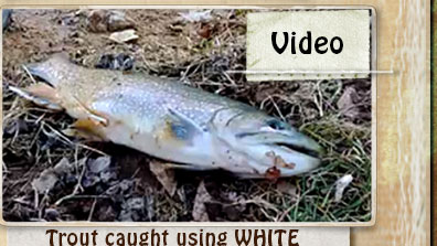 VIDEO - A nice Trout caught using WHITE "Stubby Grubby"...