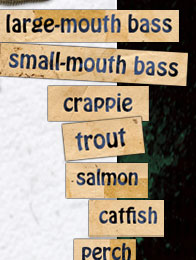 large mouth bass, small mouth bass, crappie, trout, salmon, catfish, perch