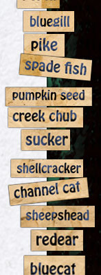 bluegill, pike, spade fish, pumpkin seed, creek chub, sucker, shellcracker, channel cat, sheepshead, redear, bluecat