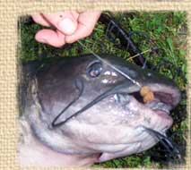 Stubby Steve's catches a catfish