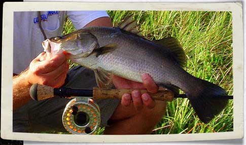 Barramundi caught by Stubby Steve's fish lure