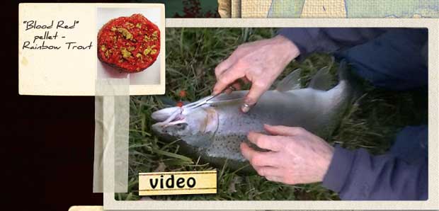"Blood Red" pellet caught a rainbow trout - watch video!