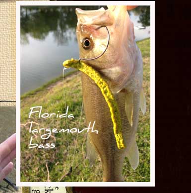 "Lightnin' Bug" 4 inch worm caught a Floriday largemouth bass