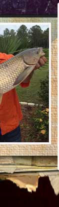 Original brown pellet caught a carp