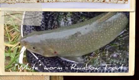 "White" 3 inch worm caught a rainbow trout