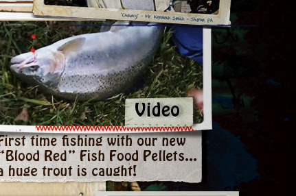VIDOE - Large Rainbow Trout caught using SCORCH RED "Fish Food Pellet"